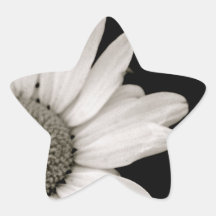 Black and White Daisy Flower Star Stickers