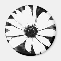 Black and White Daisy Magnet
