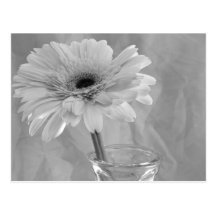 Black and White Daisy Post Card