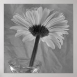 Black and White Daisy posters