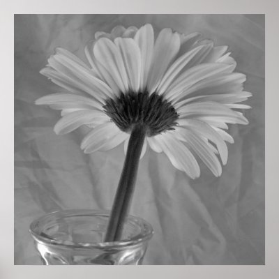 Black and White Daisy Posters by loraseverson