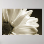 Black and White Daisy posters