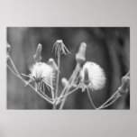 Black and white dandelion posters