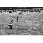 black and white deer photocard cut outs