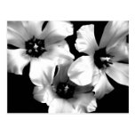 Black and White Floral Postcard
