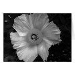black and white flower greeting card
