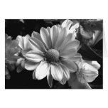 Black and White Flower Photo Greeting Card