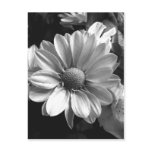 Black and White Flower Photo postcards