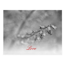 Black and White Flower Postcard