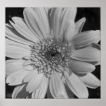 Black and White Flower Poster posters