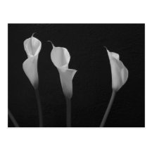 Black and White Flowers Post Card