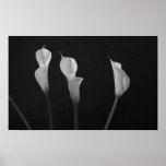 Black and White Flowers Poster posters