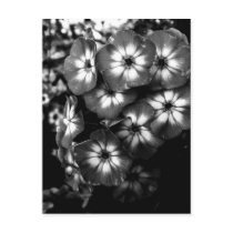 Black and White Garden Phlox Flower cluster Post Card