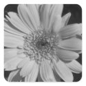 Black and White Gerbera Stickers
