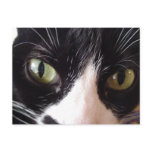 Black and White Green-Eyed Cat Postcard