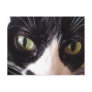 Black and White Green-Eyed Cat Postcard
