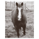 Black and white horse full color flyer