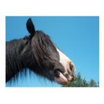 Black and White Horse / Pony - Horse Photography Post Card