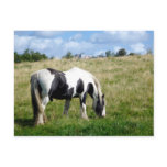 Black and White Horse / Pony Postcard