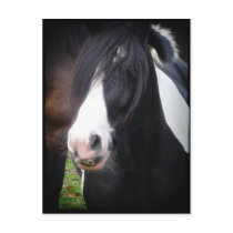 Black and White Horse Portrait Postcard