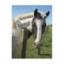Black and White Horse Postcard