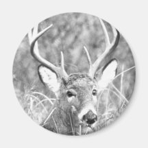 Black and white image of white tailed buck refrigerator magnet