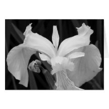 Black and White Iris Card