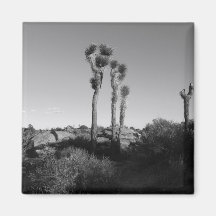Black and White Joshua Tree Magnets