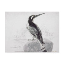 Black and White Kingfisher Post Cards