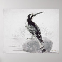 Black and White Kingfisher Poster