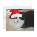 Black and White Kitten invitations