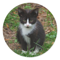 Black And White Kitten Stickers
