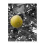 Black and White Lemon Post Card