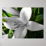 Black and White Lily in bloom posters