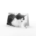 Black and White Long-haired Kitty Cat Greeting Card