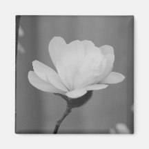 Black and White Magnolia Centennial Bloom Fridge Magnets