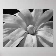 Black and White Magnolia Centennial Print