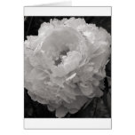 Black and white notes cards