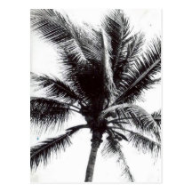Black and White Palm Post Card
