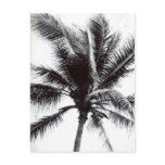 Black and White Palm Post Card