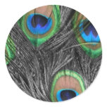 Black and White Peacock Feather