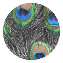 Black and White Peacock Feather