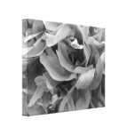 Black and White Petal Abstract canvas prints