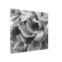 Black and White Petal Abstract