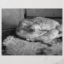 Black and white photo of a frog on a concrete sill flyer design