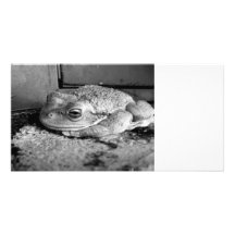 Black and white photo of a frog on a concrete sill photo card template