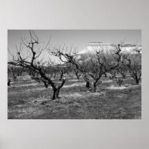 Black and White Photo Poster Spring Landscape