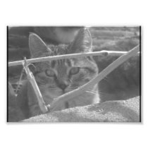 Black and White Photograph of a Tiger Cat