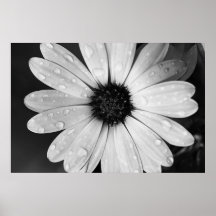 Black and White Photography of African Daisy Print