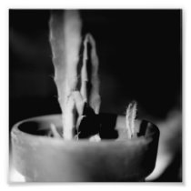Black and White Photography Series - Cactus 13